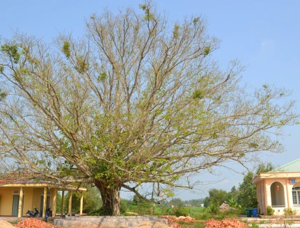 Giao thoa văn hoá Chăm – Việt vùng phụ cận di sản Mỹ Sơn