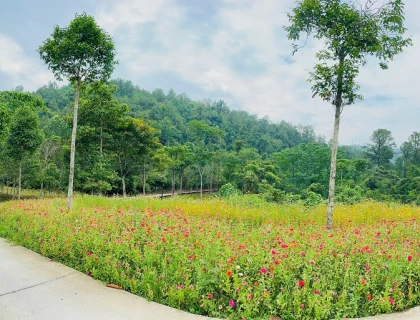 Mỹ Sơn – Bản hòa ca mùa hạ giữa lòng di sản