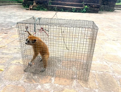 Ban Quản lý Di sản Văn hóa thế giới Mỹ Sơn tiếp nhận, thả về tự nhiên cá thể Cu li quý hiếm